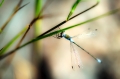 Korento2 ps 800px